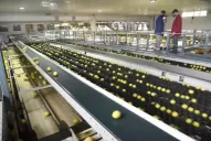 Entrevista a José Carbonell: el ingreso del limón tucumano a China “generó expectativas”