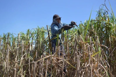 Historias: el “artista del cañaveral” crea en el paisaje rural