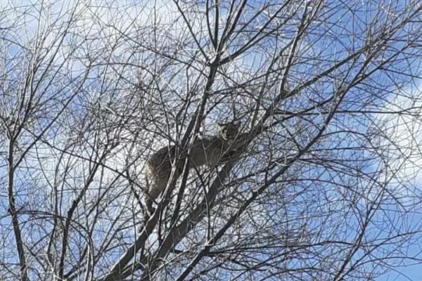 Nuevo hallazgo en la fauna tucumana: un puma apareció sobre un árbol en Tafí del Valle