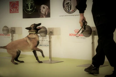 Entrenarán perros para que sean capaces de detectar al coronavirus mediante el olfato