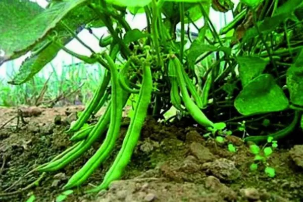 El estrés hídrico favoreció que se dé podredumbre carbonosa