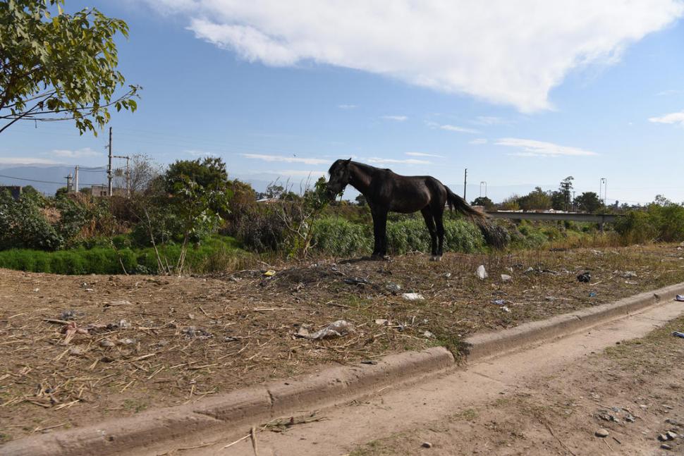 ANIMALES SUELTOS. Un caballo descansa muy cerca de los pastizales que crecen en el Canal Sur, a la altura de los barrios Policial y Miguel Lillo.