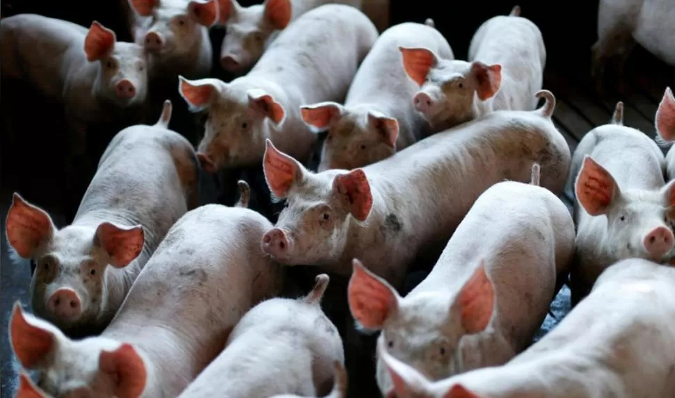  ALIMENTACIÓN. Unos 1.075 personas dieron positivo para coronavirus en una procesadora de cerdo y otros 73, en una empaquetadora de pollo.  Reuters