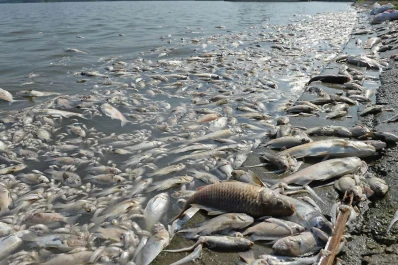 Cambio climático: peces en problemas
