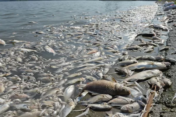 Cambio climático: peces en problemas