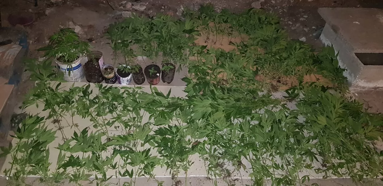 Secuestran 200 plantines y casi 1.000 semillas de marihuana en Villa 9 de Julio