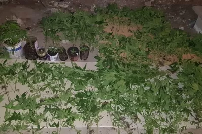 Secuestran 200 plantines y casi 1.000 semillas de marihuana en Villa 9 de Julio