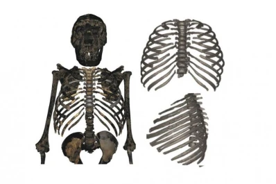 Investigación: el homo erectus era bajo y robusto