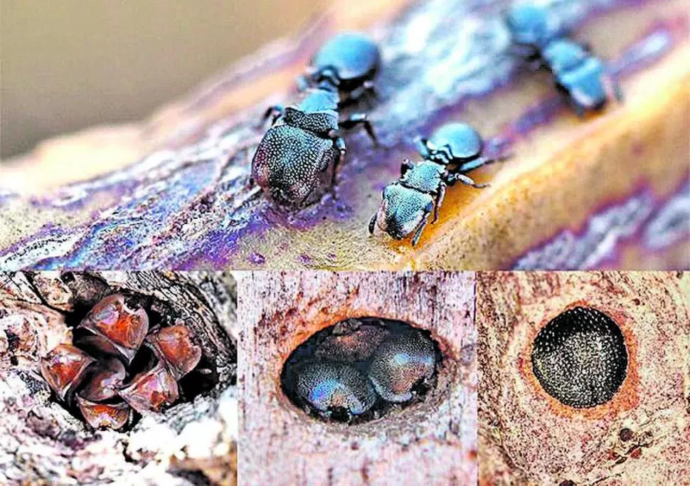 DEPREDADORAS. Las hormigas, las más feroces en el reino de los insectos.  