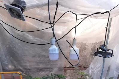 Hicieron un allanamiento por un robo y encontraron plantines de marihuana