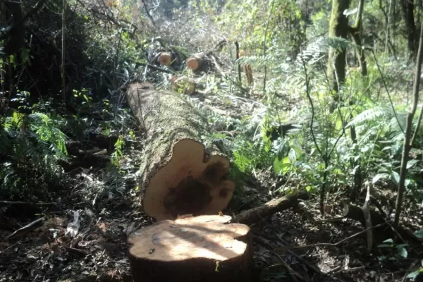 Denuncia de “Greenpeace”: aun con cuarentena, se desmontó más bosque nativo que el año pasado