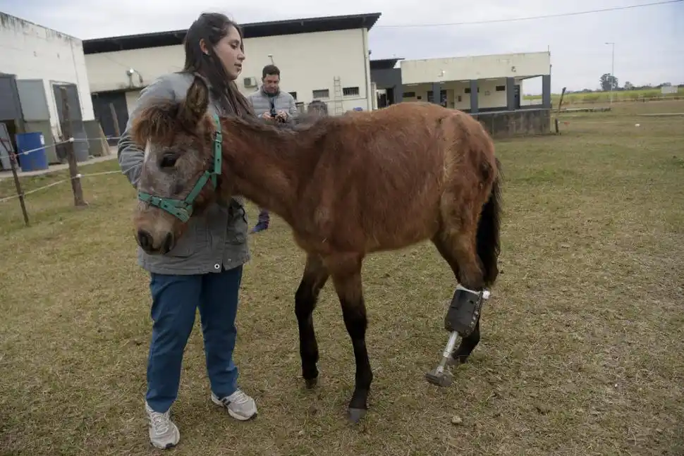 CIRUGÍAS. La potranca fue sometida a dos operaciones en un lapso de 21 días en la Facultad de Veterinaria de la UNT, hasta que le implantaron la prótesis especialmente diseñada para ella, con la cual puede mantenerse en pie.