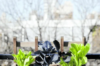 Ecohuertas en edificios: un rincón natural para compartir y nutrir
