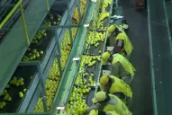 Cierran la exportación de limones a la UE