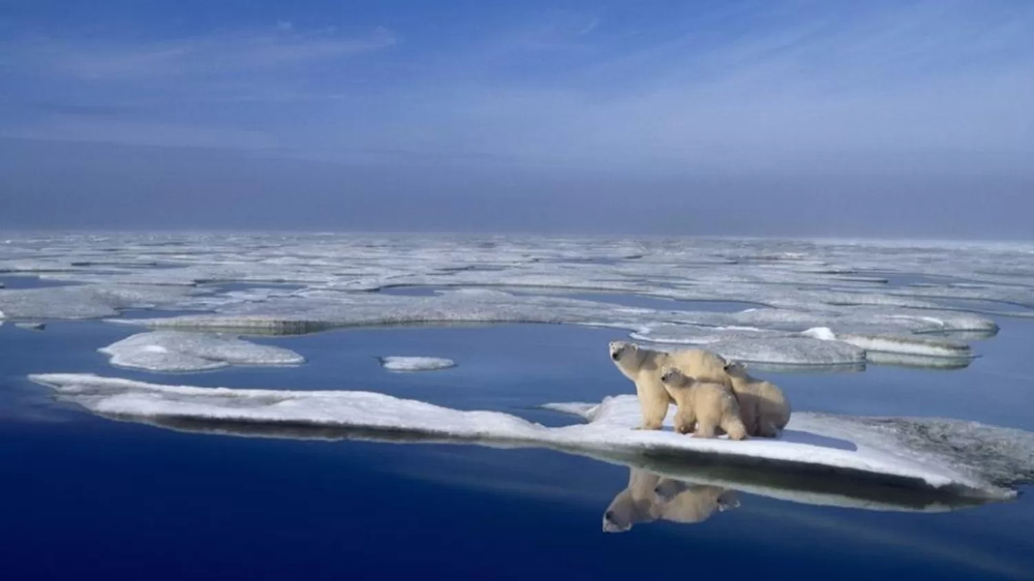 En el Ártico: el casquete polar se ha reducido a la mitad en 40 años