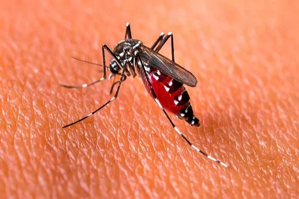VIRULENTO. El mosquito atacó con más fuerza este año en todo el país. 