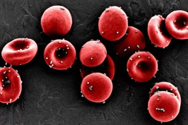 Investigación: vacunas más seguras y eficaces gracias a los glóbulos rojos