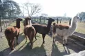 Lolo, la llama que podría generar anticuerpos contra el coronavirus
