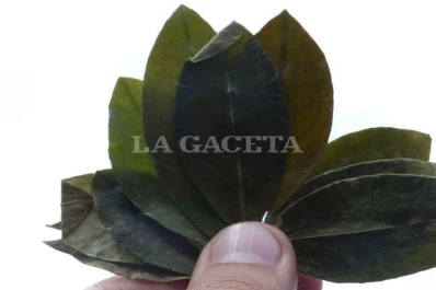 La pandemia disparó el precio de la hoja de coca en Argentina