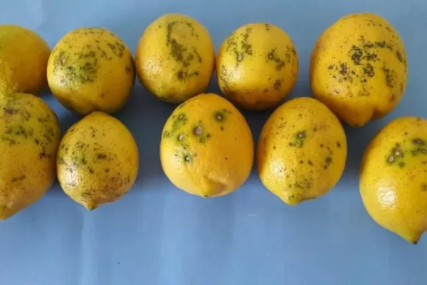 Citrus: “Trabajar para evitar el establecimiento del hongo”