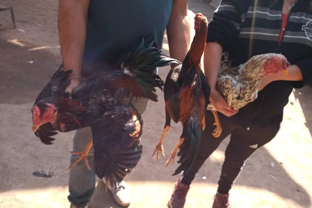 EN EL LUGAR DEL HECHO. Los gallos que iban a ser sometidos a la riña. Foto: Ministerio de Seguridad