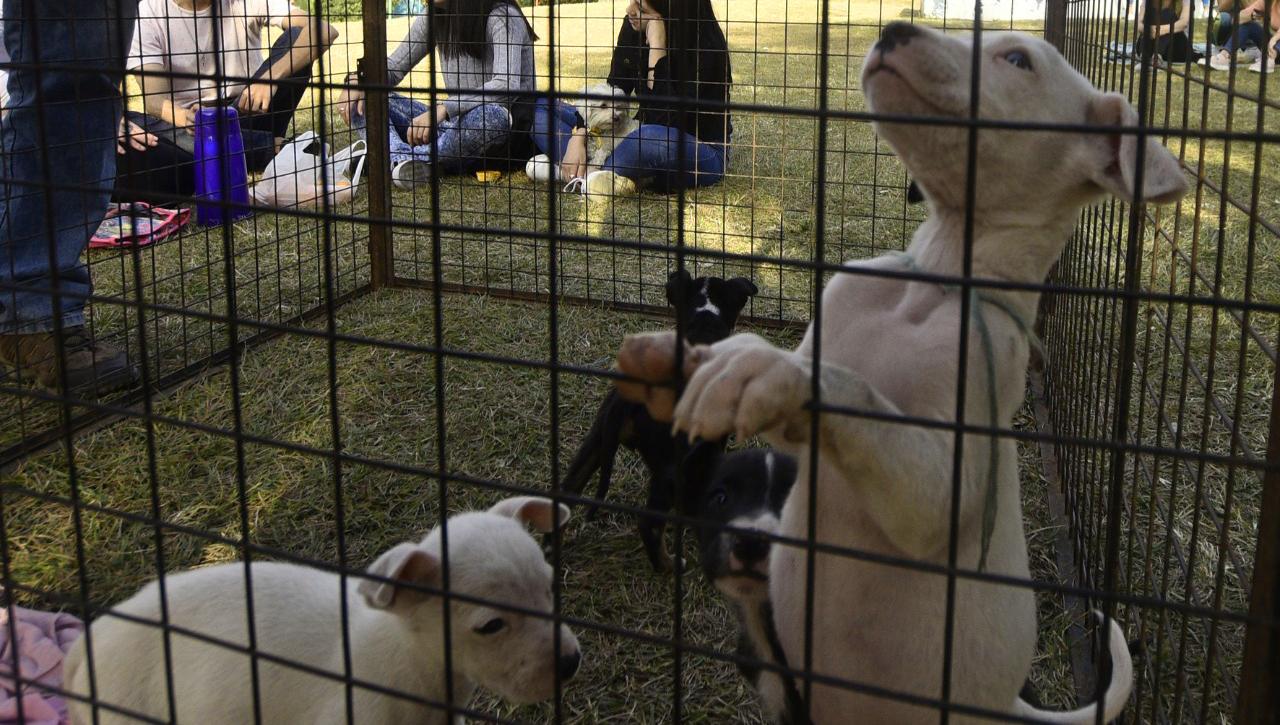 RESCATISTAS. La agrupación Garrapatitas recupera alrededor de medio centenar de perros abandonados en Concepción.