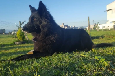 Podés mimar a tu mascota preferida hoy en el Día Mundial del Perro