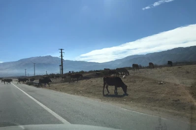 Los animales sueltos, otra vez en la ruta camino a los Valles