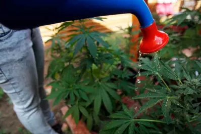 Cannabis medicinal: ¿qué podrán hacer los pacientes a partir del nuevo proyecto del Gobierno?