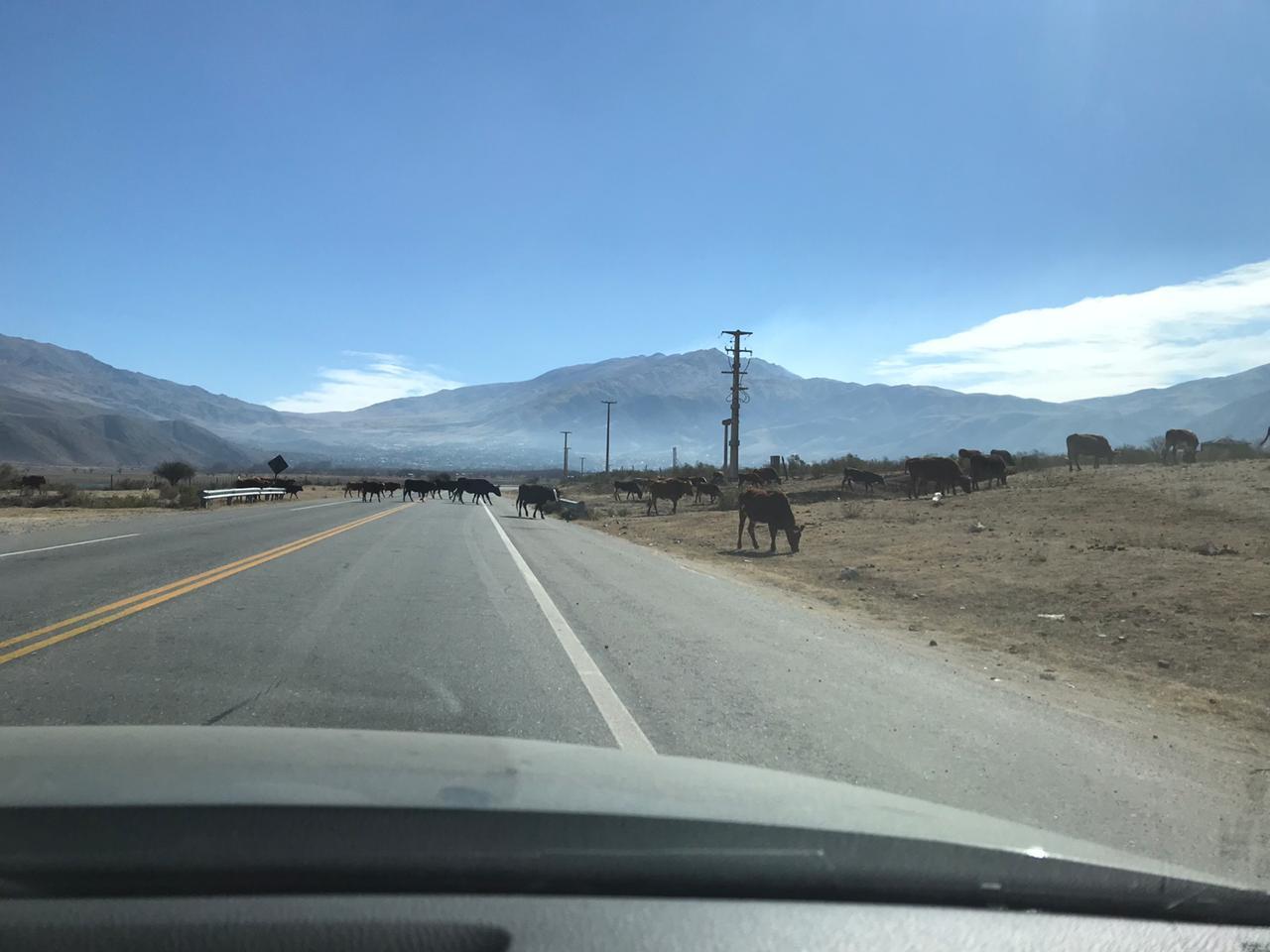 Los animales sueltos, otra vez en la ruta camino a los Valles