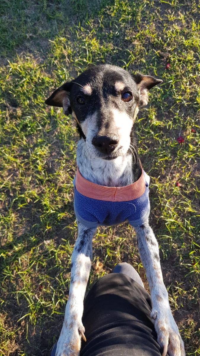Podés mimar a tu mascota preferida hoy en el Día Mundial del Perro
