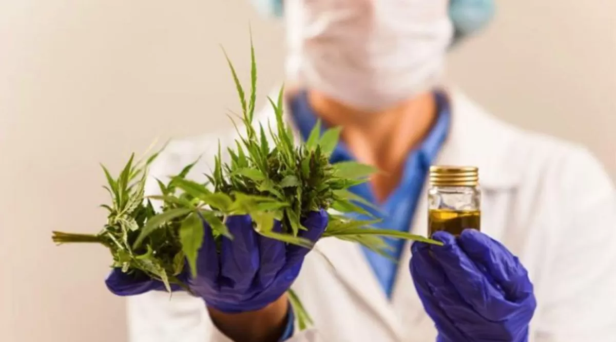 Cannabis medicinal: “Es fundamental el control de calidad”