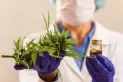 Cannabis medicinal: “Es fundamental el control de calidad”