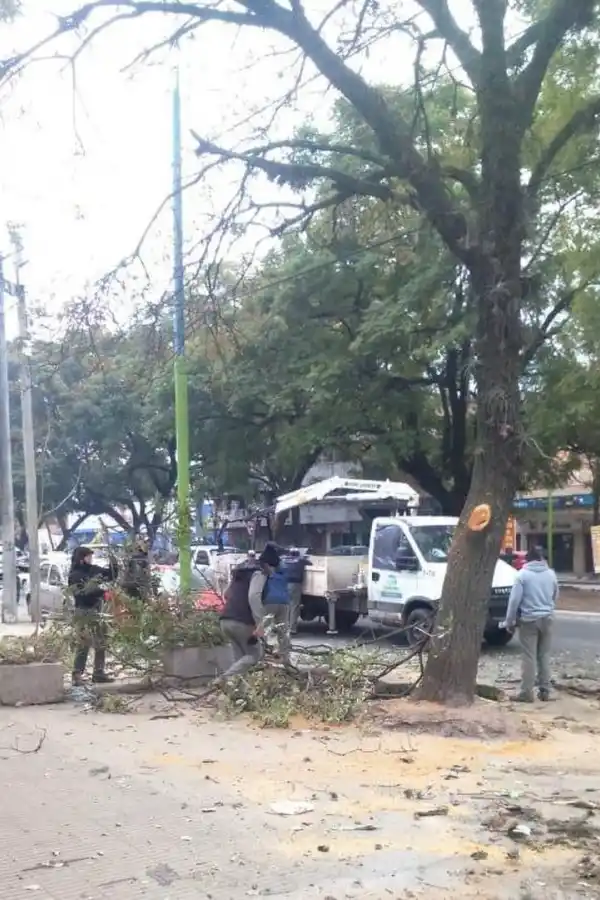RENOVADOS. La avenida Kirchner, entre Miguel Lillo y Colón, recibió limpieza y nuevos ejemplares de tarco. 