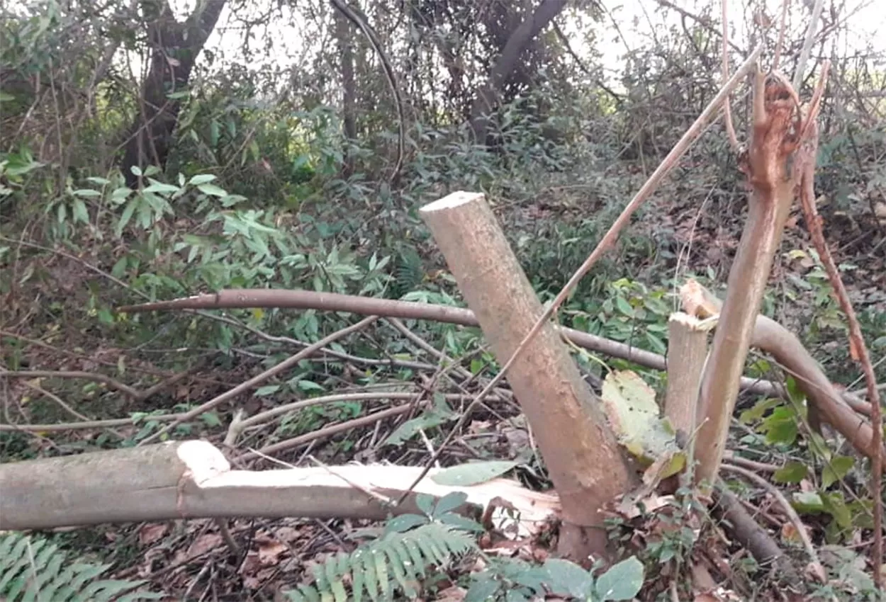 Denuncian que una reserva ecológica en Concepción está siendo depredada