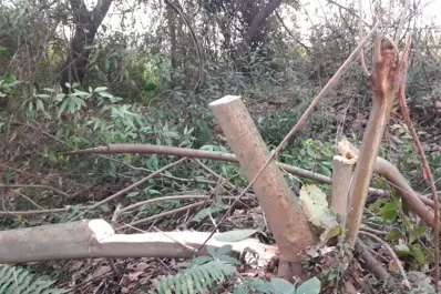 Denuncian que una reserva ecológica en Concepción está siendo depredada