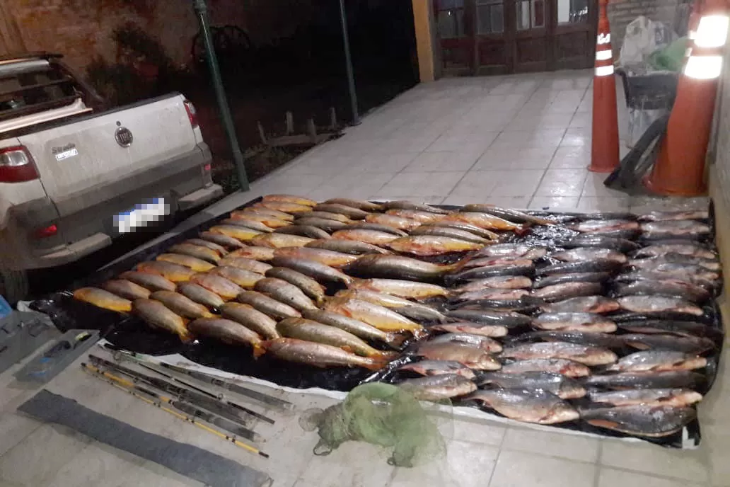 DECOMISO. Los pescados secuestrados. Foto: prensa Gendarmería