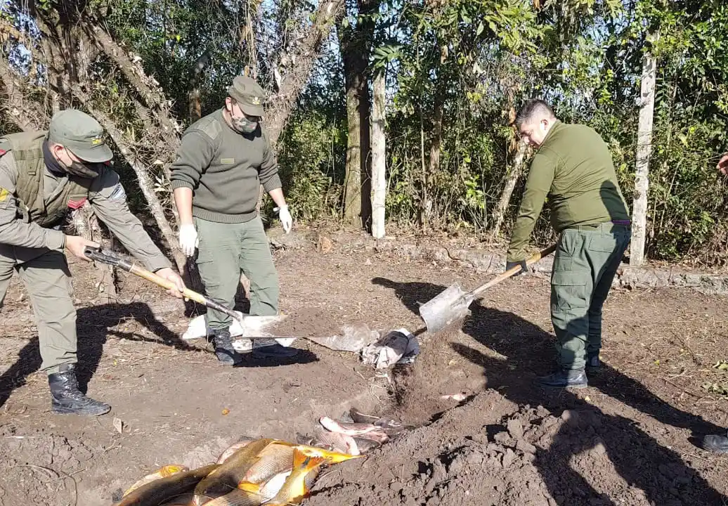 DECOMISO. Los pescados secuestrados. Foto: prensa Gendarmería