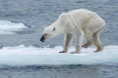 El calentamiento global está llevando los osos polares a la extinción