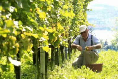 Pequeños productores pidieron la ayuda estatal para poder salir de la crisis