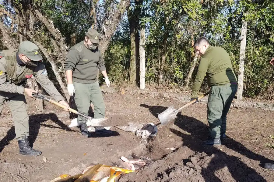 DECOMISO. Los pescados secuestrados. Foto: prensa Gendarmería