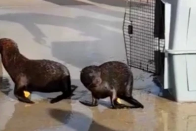 Devolvieron al mar a cuatro lobos y un elefante marinos