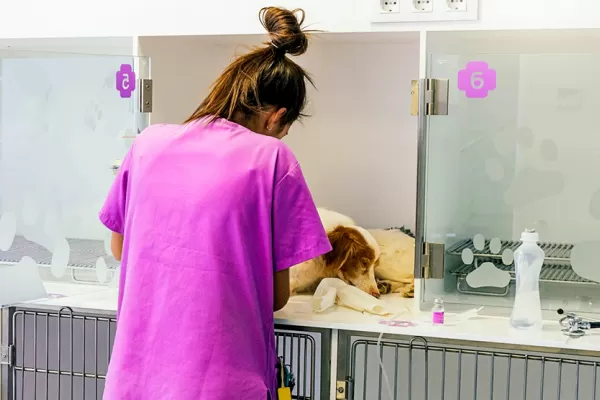 La Universidad Nacional de La Plata testea a las mascotas de pacientes con covid-19