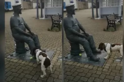 Video: un perro confundió a una estatua con una persona y le insistió para jugar