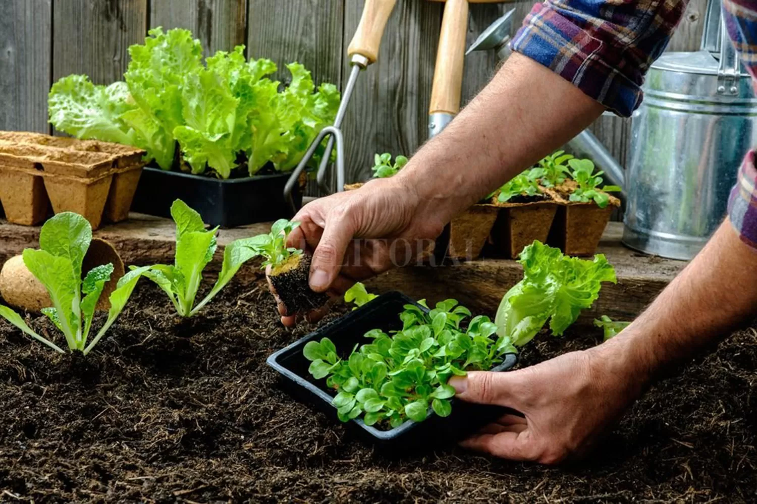 Huertas orgánicas: tutoriales para aprender a cultivar