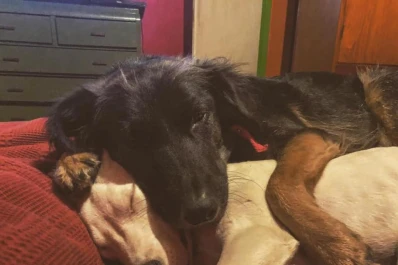 Cómo cambian la vida las mascotas