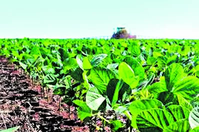 Expertos dieron detalles sobre la campaña de la soja en Tucumán