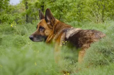 Murió Buddy, el primer perro diagnosticado con covid-19 en Estados Unidos