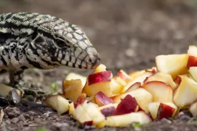 Los misterios de los lagartos overos y de sus huevos