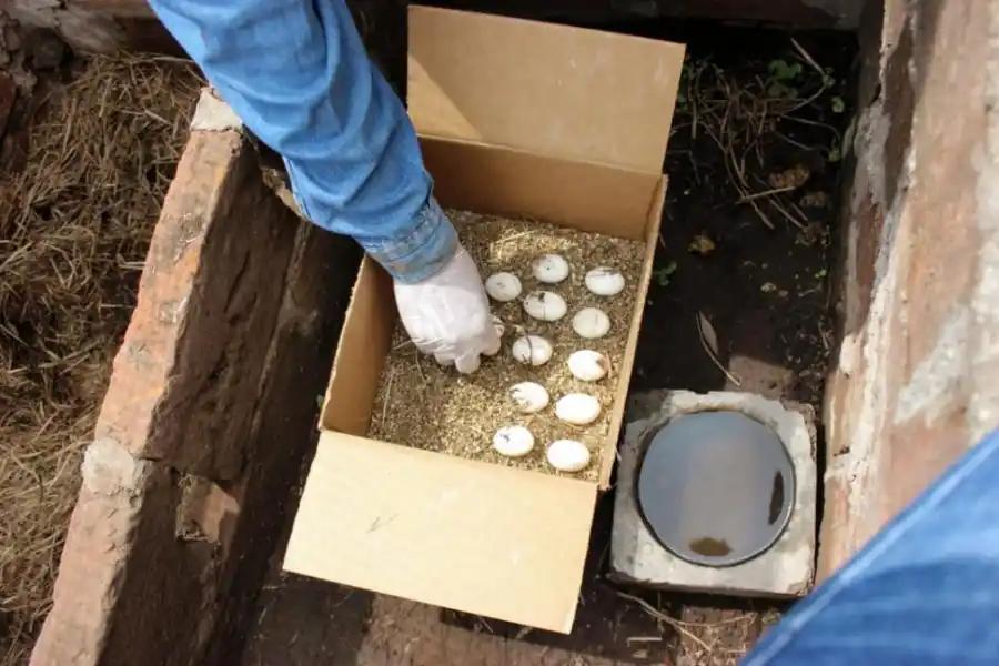 RECOLECCIÓN. Buscan en los huevos explicaciones... y más sorpresas. 